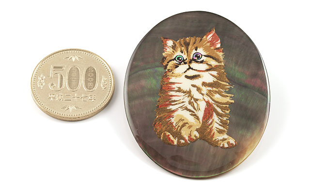 黒蝶貝(黒蝶真珠母貝)画像