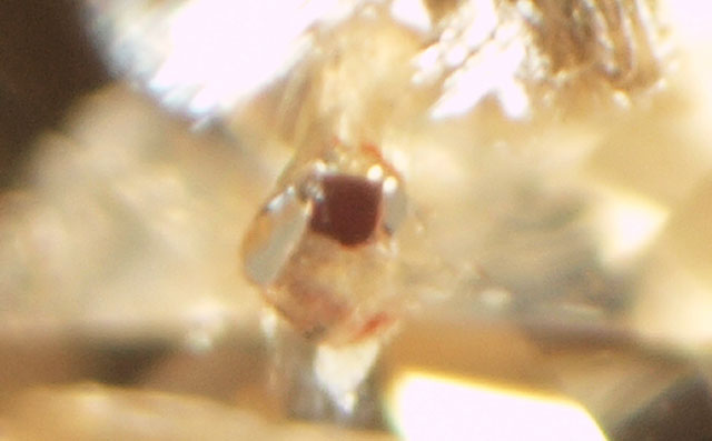 ガーネット入りダイヤモンドルース画像